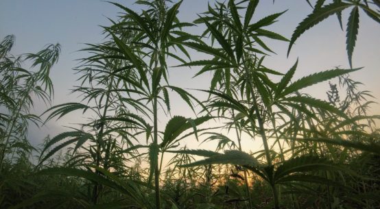 A field of Hemp plants