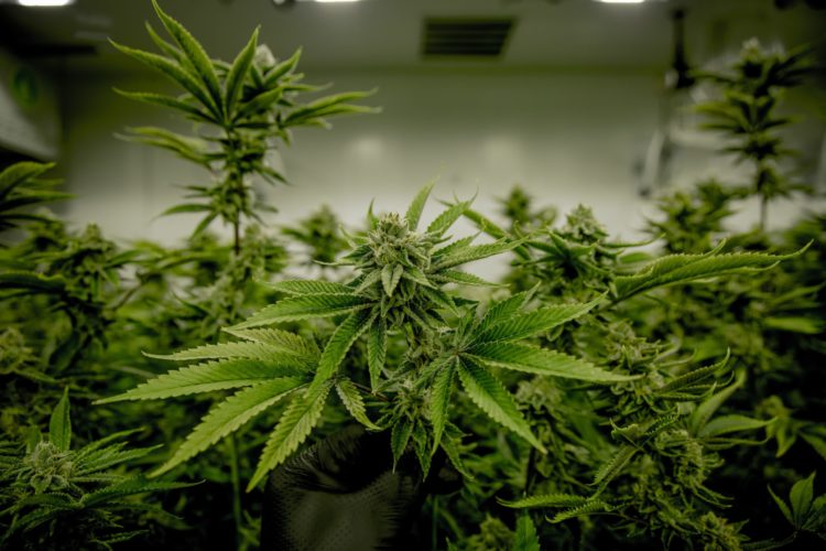 A grow room is filled with numerous blooming cannabis plants